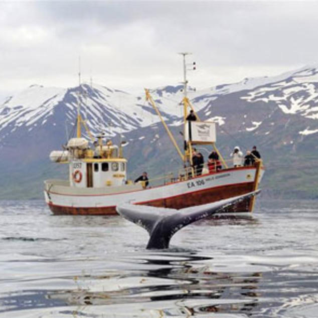 Hauganes (Eyjafjörður): Walvissafari en zeevissen