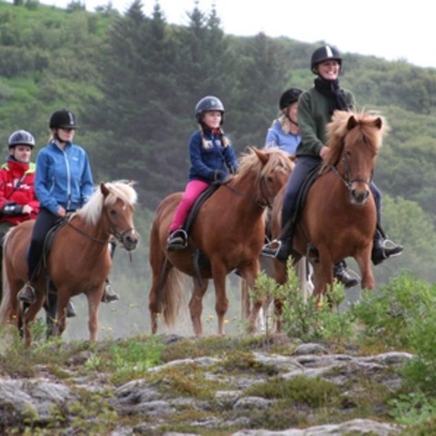 Reykjavík - Natuurlijk comfort paardrijden